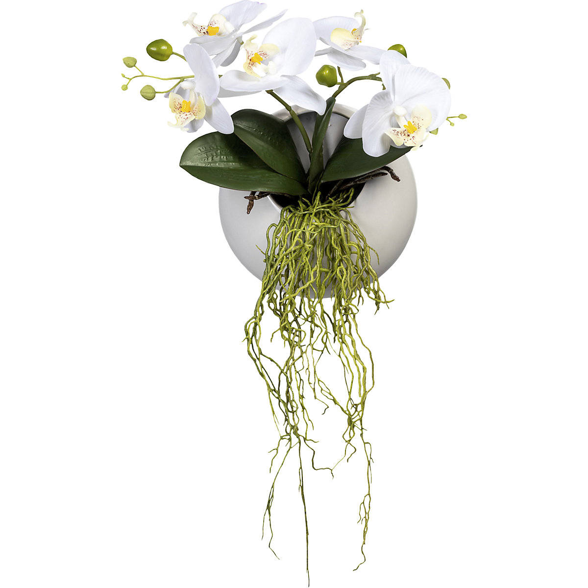Phalaenopsis in a hanging wall vase (Product illustration 2)-1