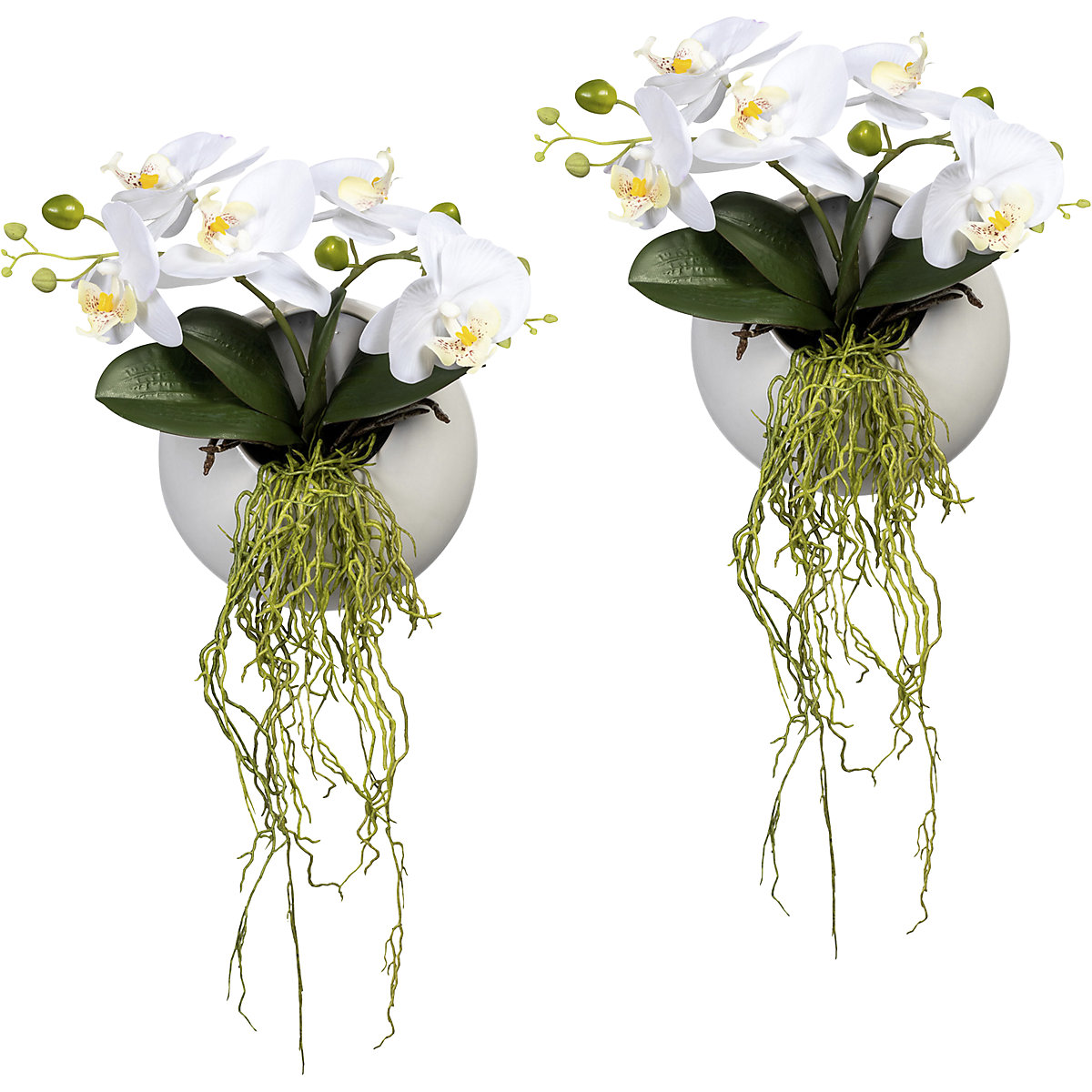 Phalaenopsis in a hanging wall vase