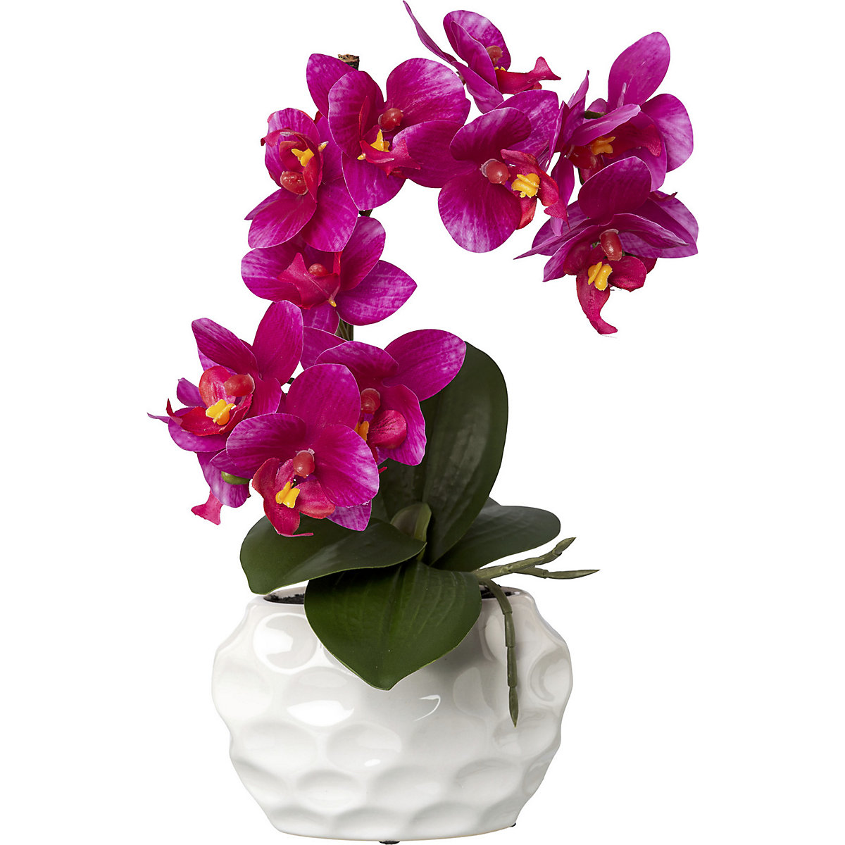 Phalaenopsis, real touch (Product illustration 2)-1