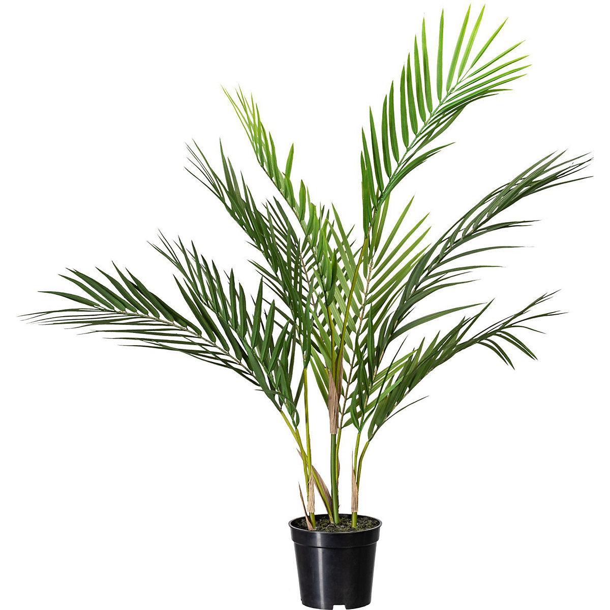 Potted palm (Product illustration 2)-1