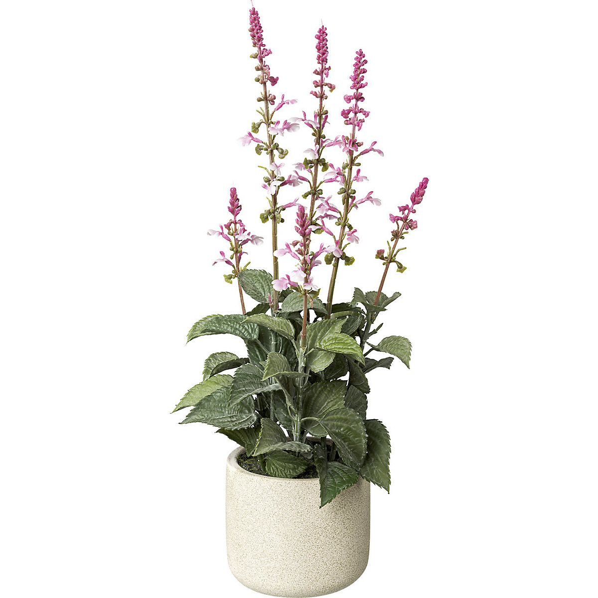 Salvia in a cement pot (Product illustration 8)-7