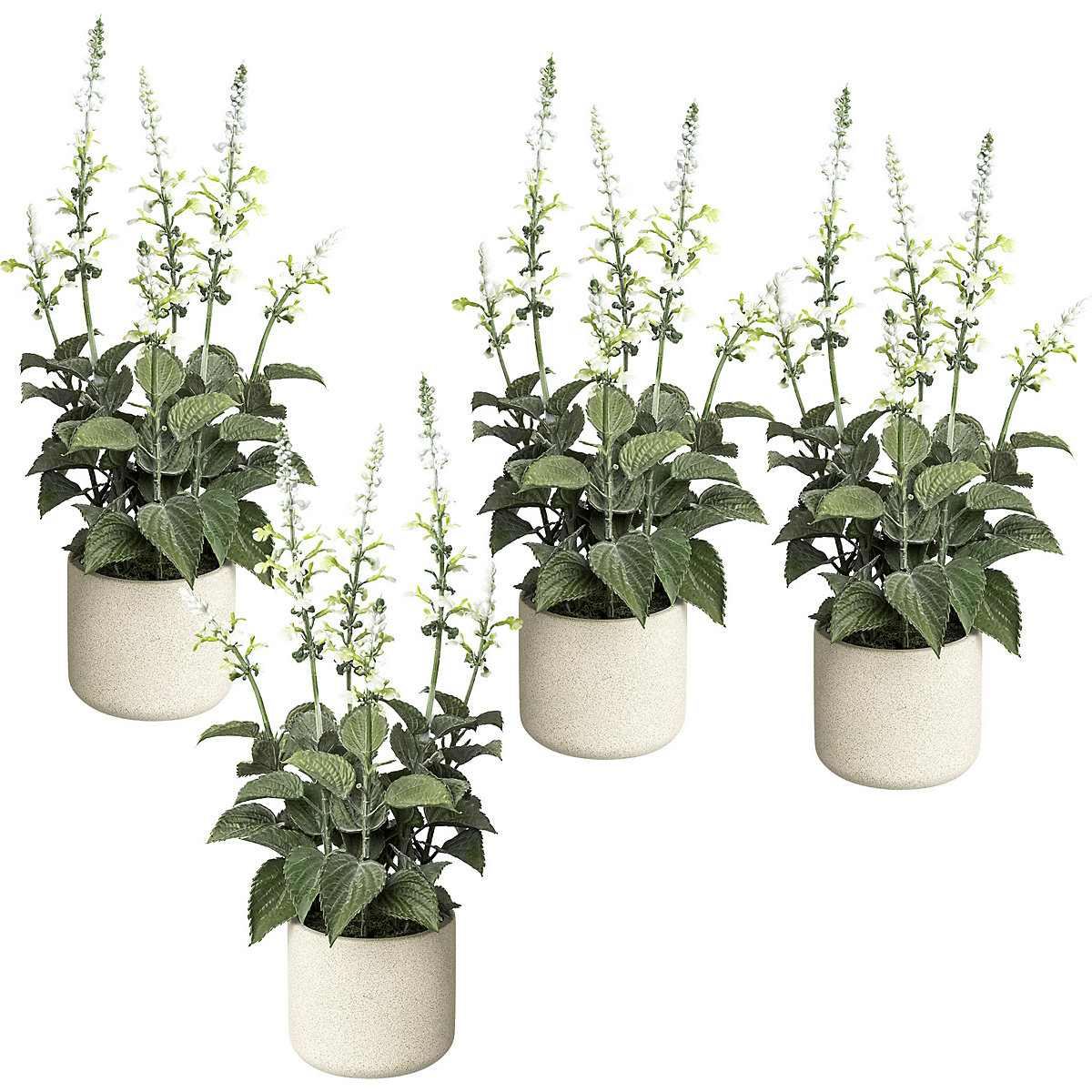 Salvia in a cement pot, pack of 4, height 450 mm, white flowers-3
