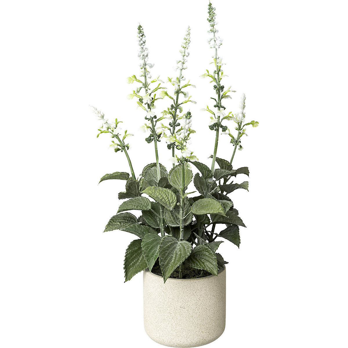 Salvia in a cement pot (Product illustration 7)-6