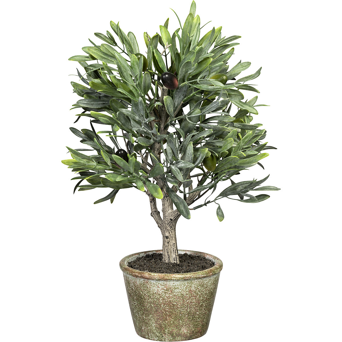 Small olive tree (Product illustration 2)-1