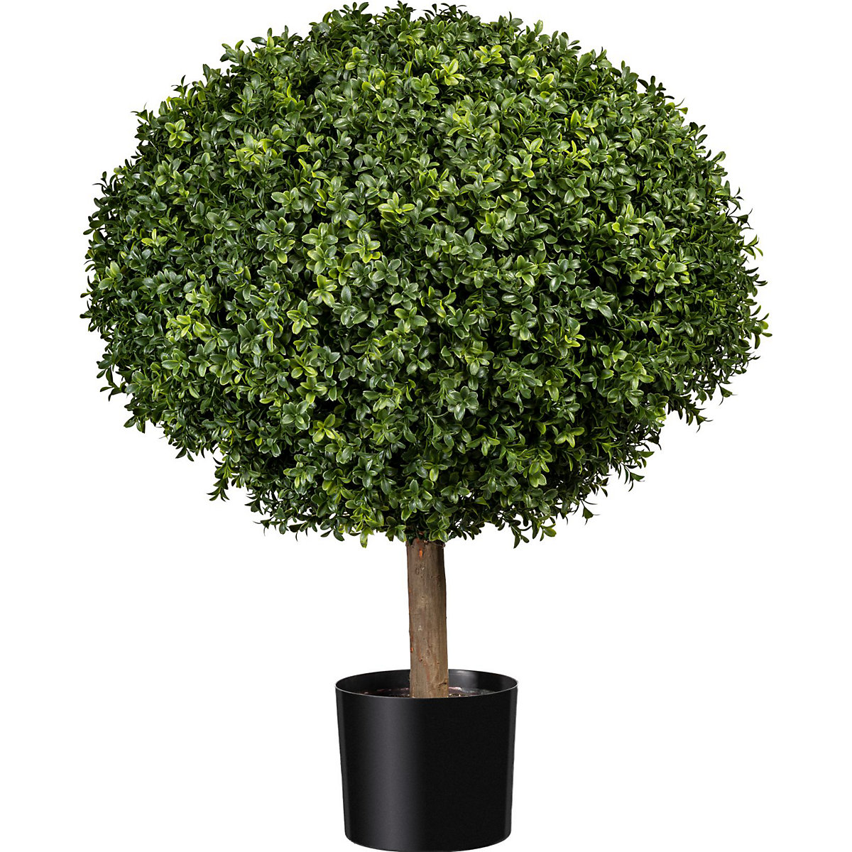 Spherical boxwood on a natural trunk