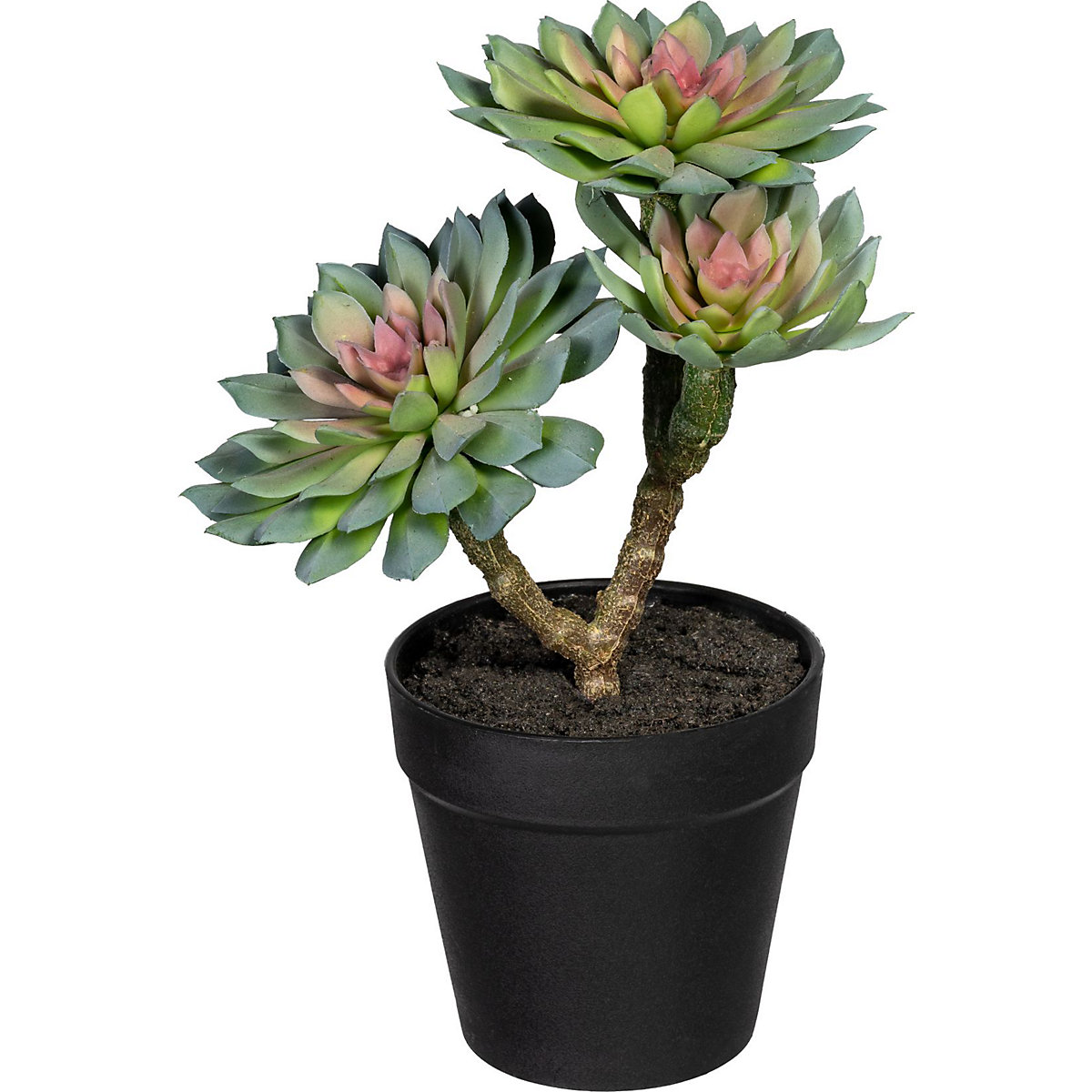 Succulents on a trunk (Product illustration 3)-2