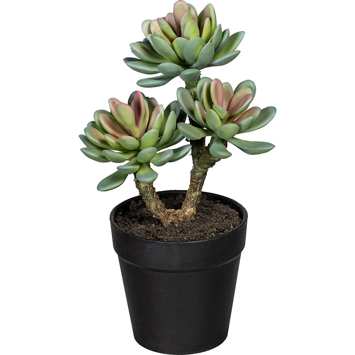 Succulents on a trunk (Product illustration 2)-1