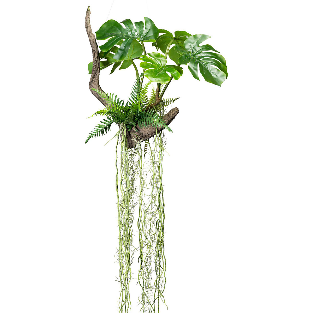 Swiss cheese plant on roots