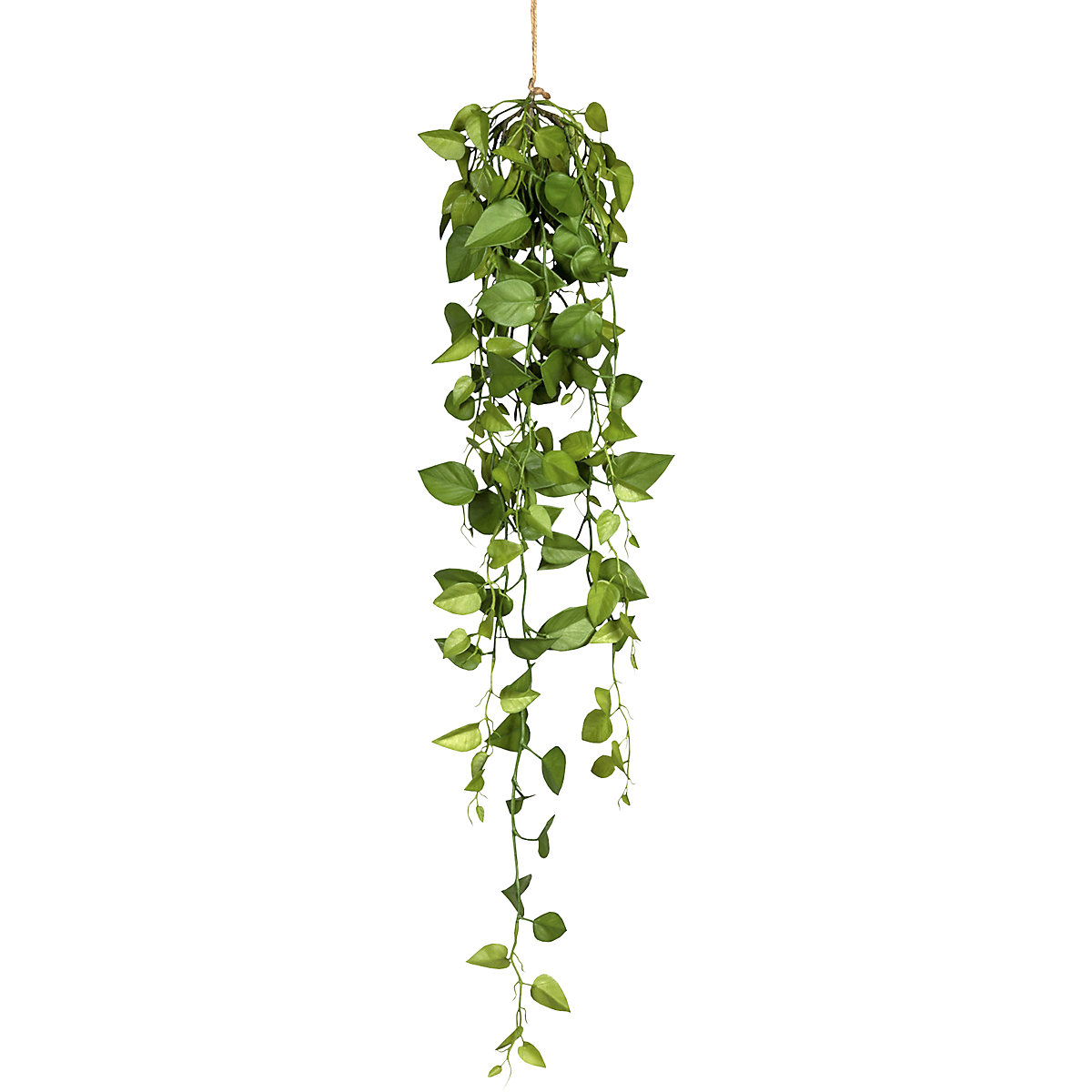 Trailing philodendron (Product illustration 2)-1