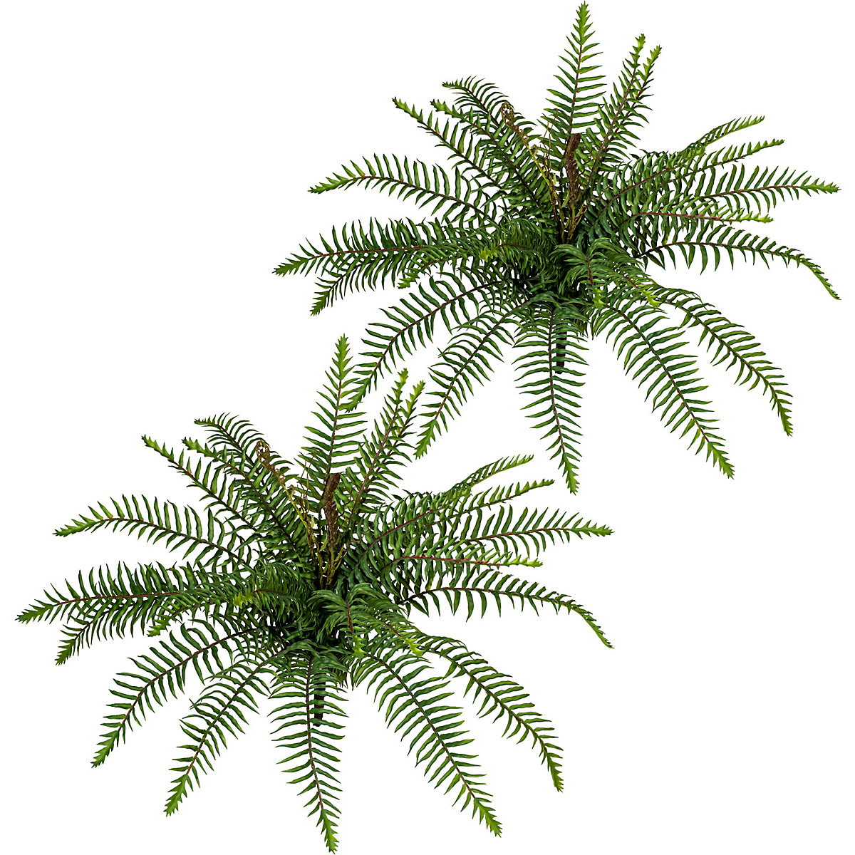 Wild fern bush