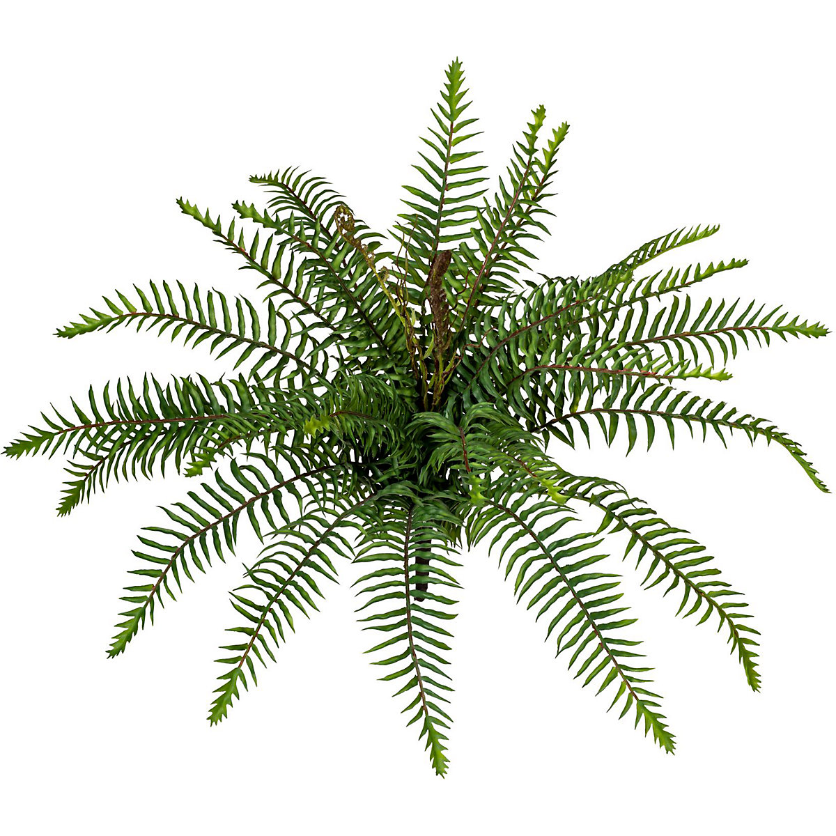 Wild fern bush (Product illustration 2)-1