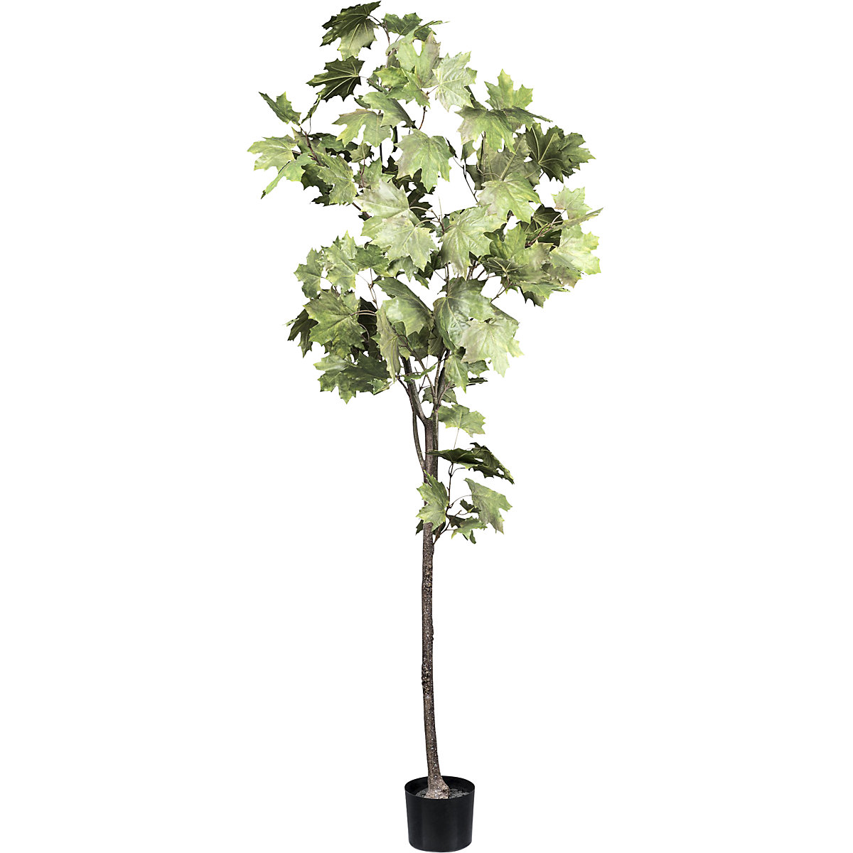 Arce, planta artificial