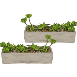 Echeveria-arrangement