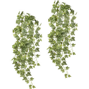 Engelse klimop hangplant, UV-bestendig