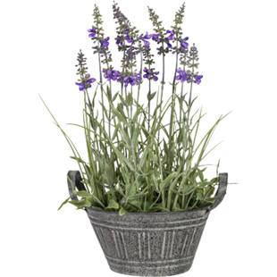 Lavendel