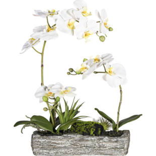Phalaenopsis-arrangement in een polyresin schaal