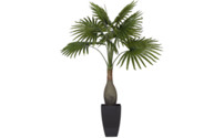Fan palm