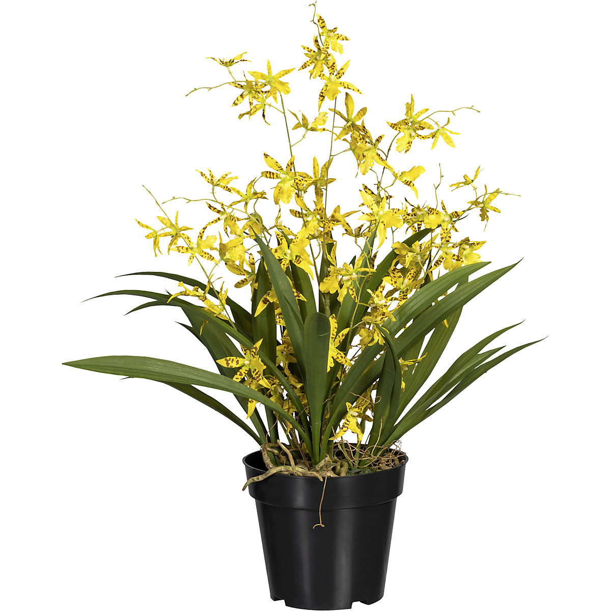 Orhideja oncidium Dancing Queen