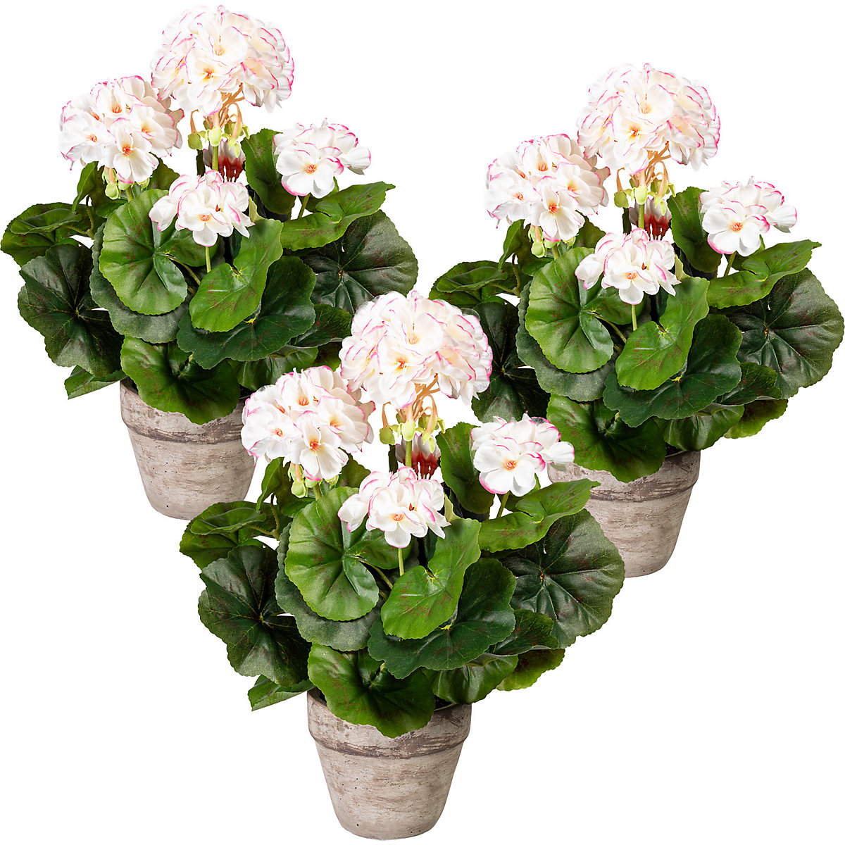 Grmiček pelargonij