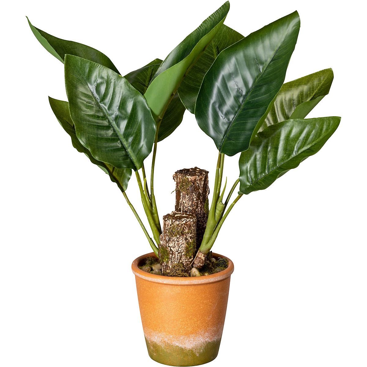 Listnata rastlina kana (Slika izdelka 2)-1