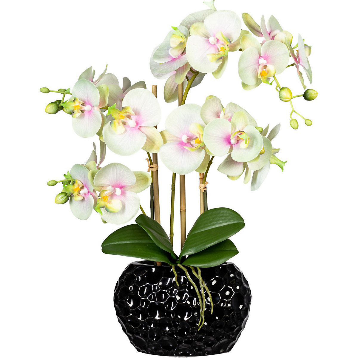 Orhideja Phalaenopsis, keramična vaza, črne barve, višina 550 mm, kremasto zeleni cvetovi-2