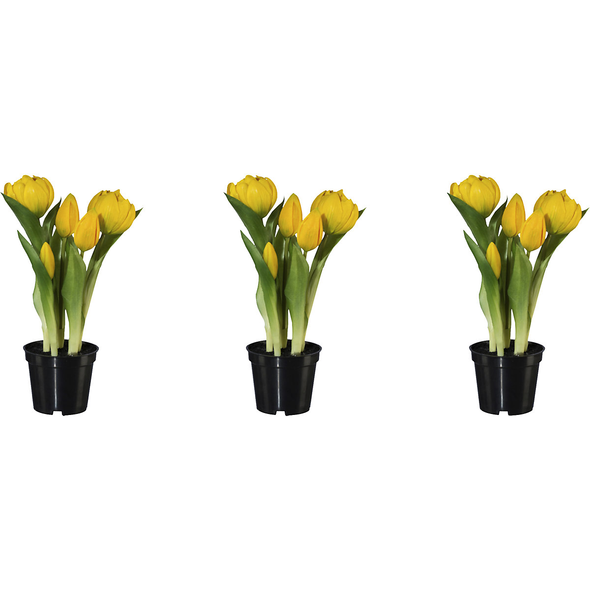 Tulipani s polnimi cvetovi, naraven videz, v lončku
