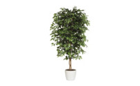 Ficus benjamina