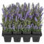 Lavendel, VE 12 Stk