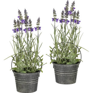 Lavendel