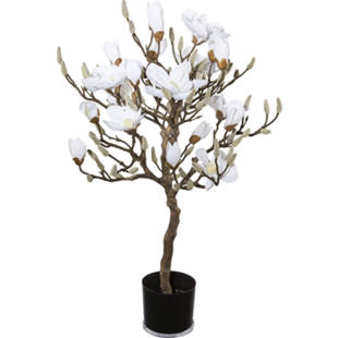 Magnolienbaum
