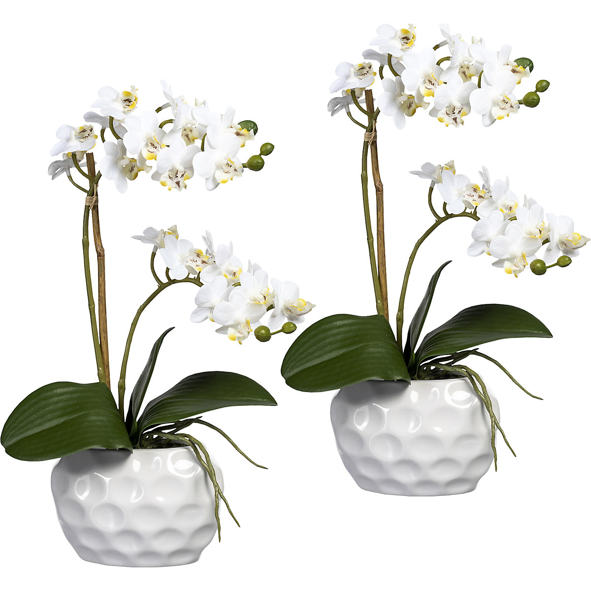 Mini-Phalaenopsis, in Keramikvase, VE 2 Stk, weiß