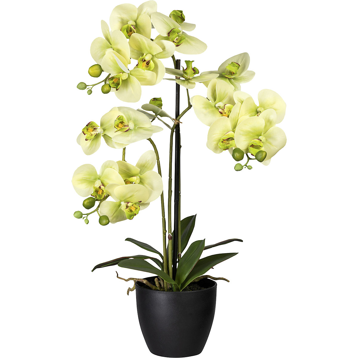 Phalaenopsis, im Kunststofftopf, mit Erde, grün, Höhe 650 mm