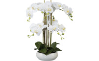 Phalaenopsis