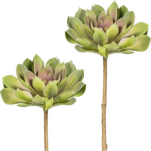 Sukkulente Echeveria auf Stamm