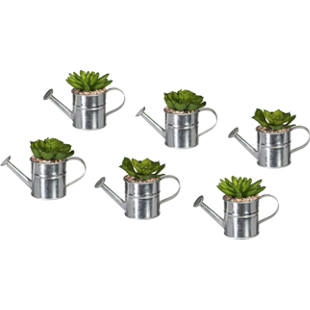 Sukkulenten in Zinkgießkanne mit Kies