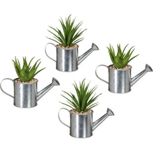 Sukkulenten in Zinkgießkanne mit Kies