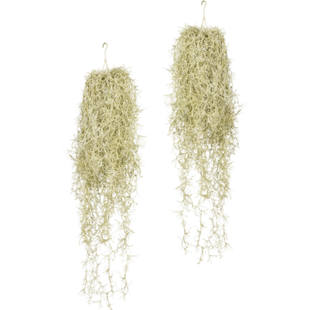 Tillandsia-Hängezopf