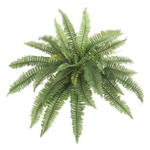 Boston fern