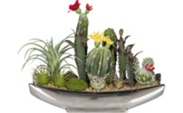 Cacti arrangement