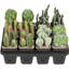 Cactus, pack of 12