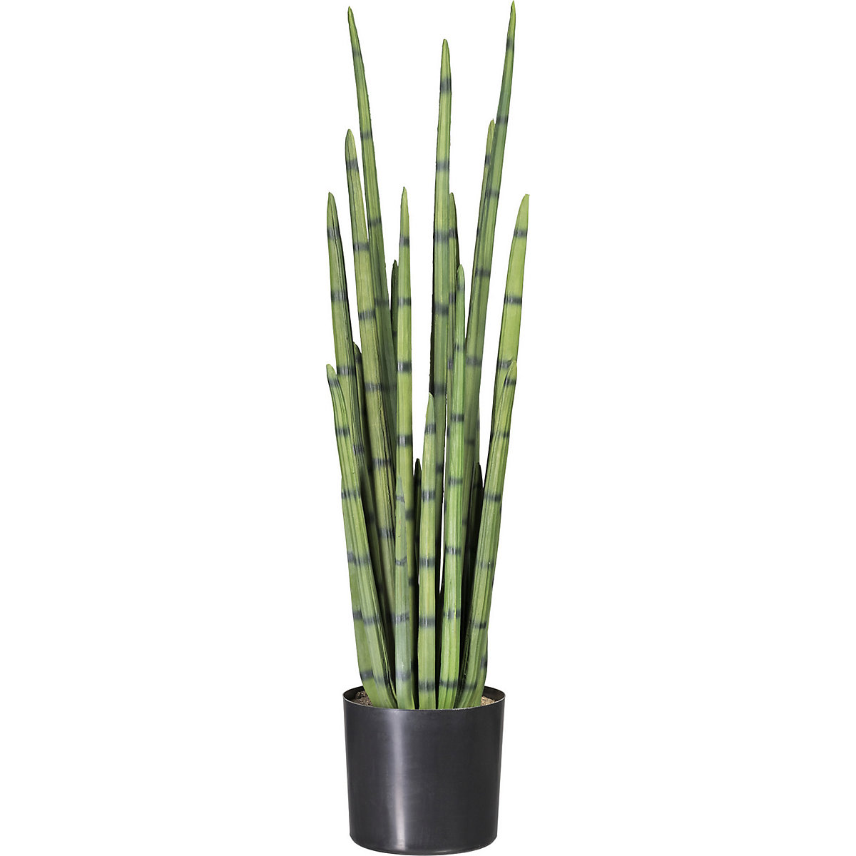 Cylindrical Snake Plant In A Plastic Pot Kaiser Kraft International