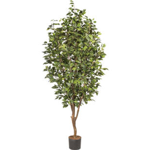 Ficus benjamina with natural stem