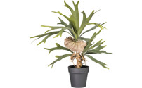 Staghorn fern