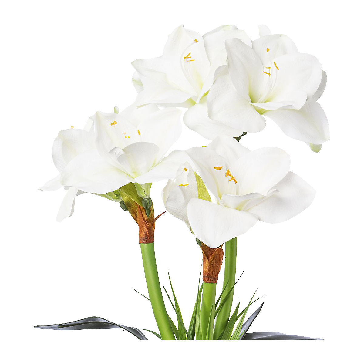 Amaryllis (Foto prodotto 2)-1