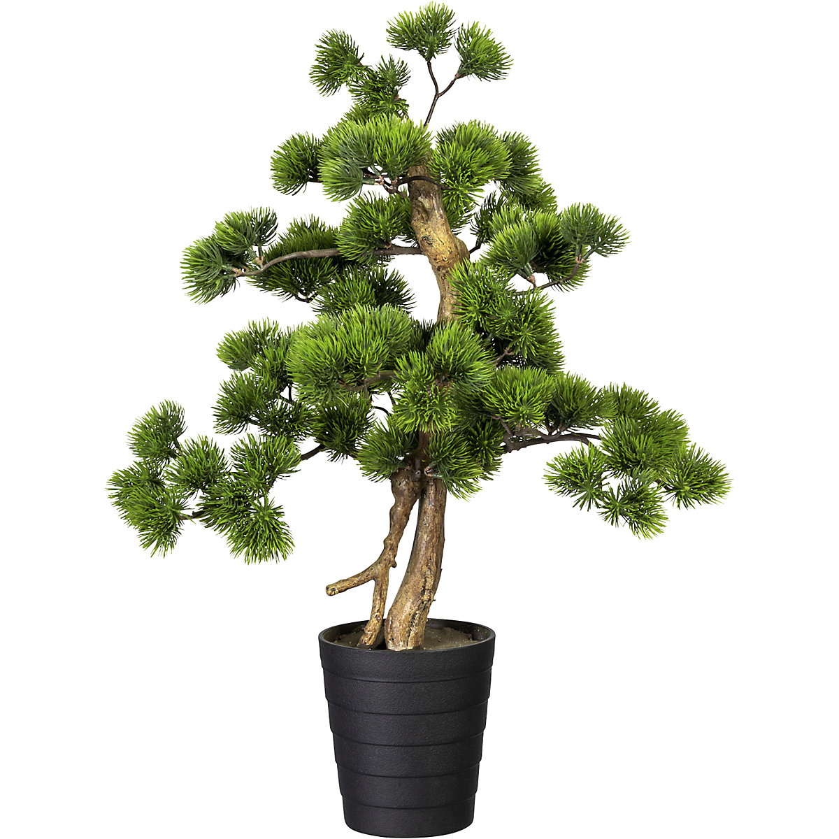 Bonsai bor