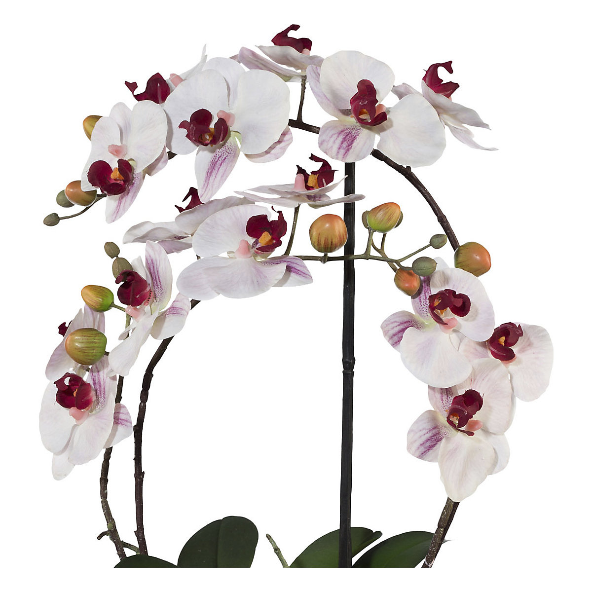 Orhideja Falenopsis (Prikaz proizvoda 3)-2
