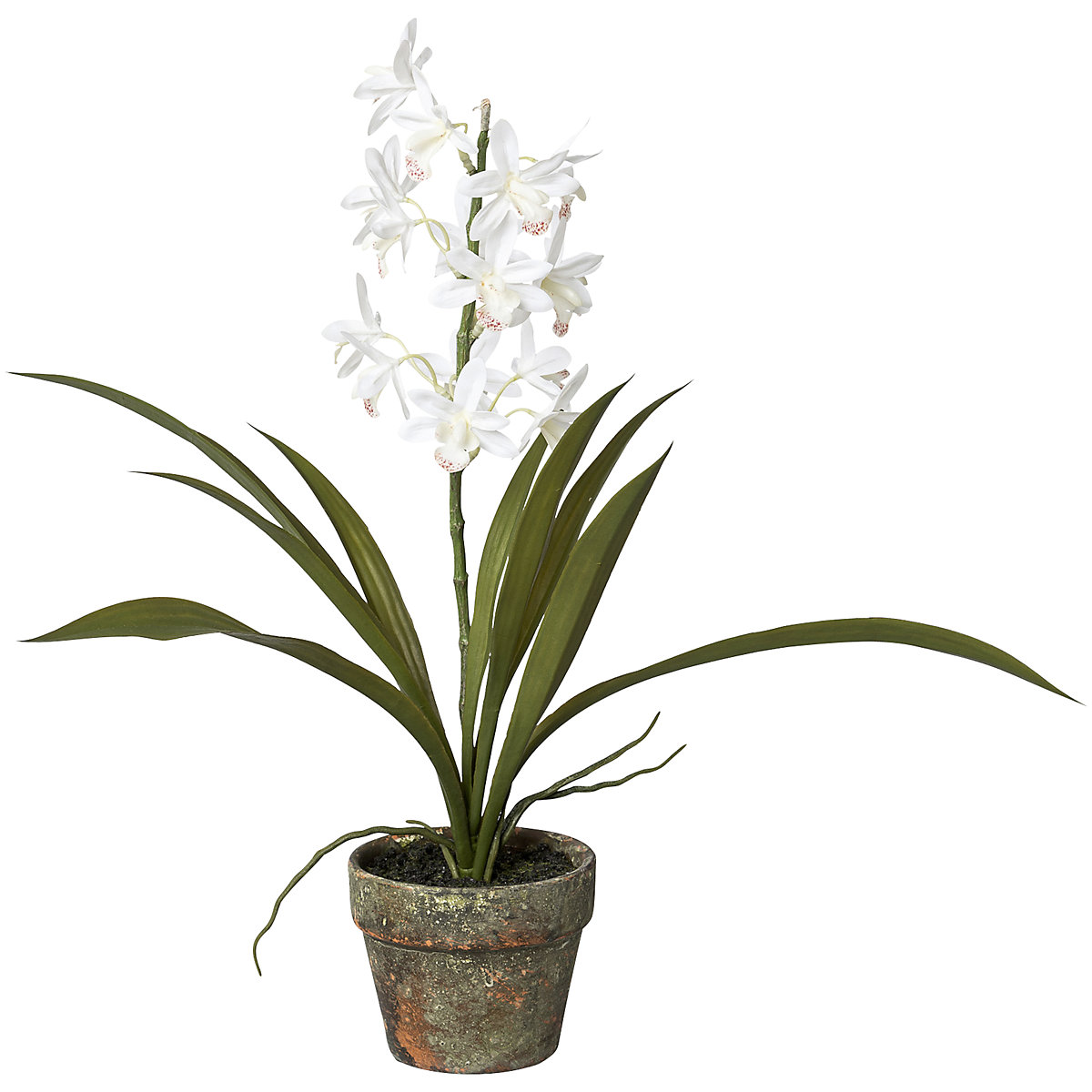Orchidej Cymbidium v cementovém květináči (Obrázek výrobku 2)-1