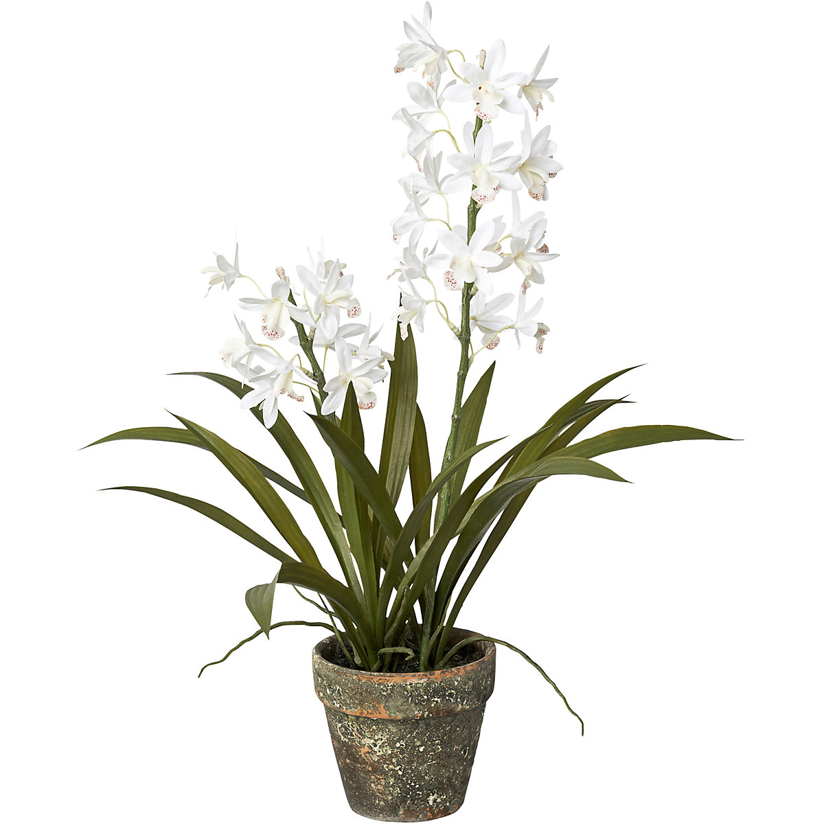 Orchidej Cymbidium v cementovém květináči (Obrázek výrobku 2)-1
