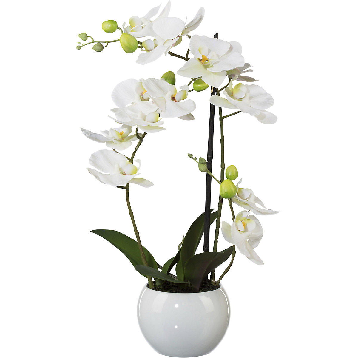 Orchidej Phalaenopsis, výška 420 mm, v keramickém květináči, bílé květy, 3D tisk-2