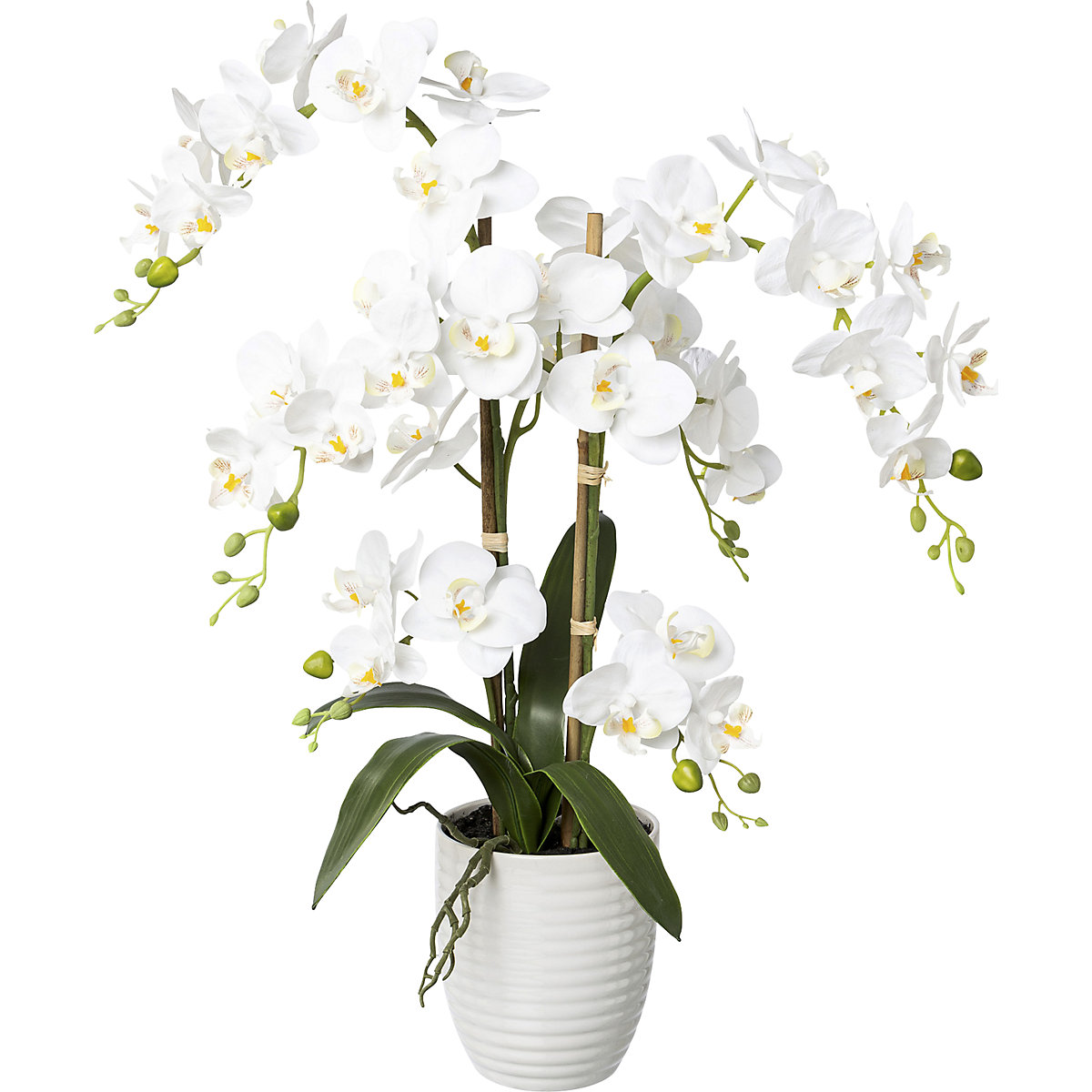 Orchidej Phalaenopsis, real touch (Obrázek výrobku 2)-1